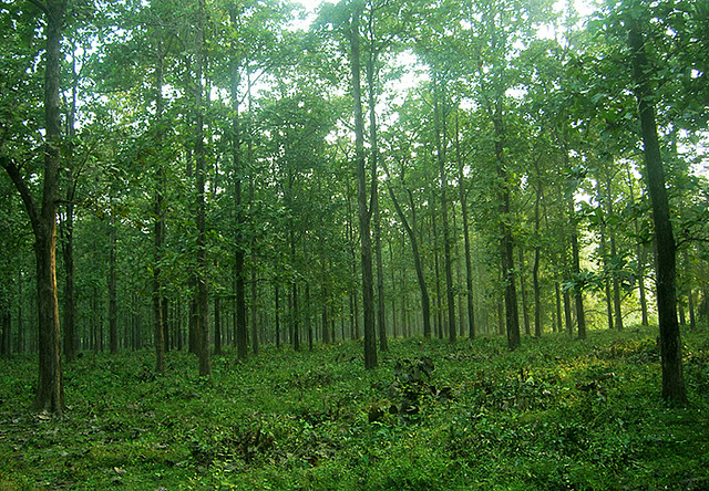 Nilambur Teak Plantation