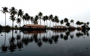 Houseboat and Coconut trees lined up