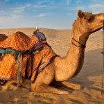 Camel Ride - Rajasthan