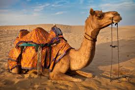 Camel Ride - Rajasthan