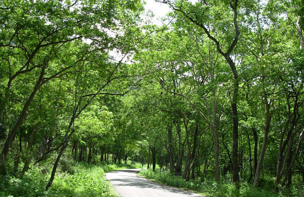 Kerala Tourism Attractions - Marayoor Sandalwood Forests, Munnar