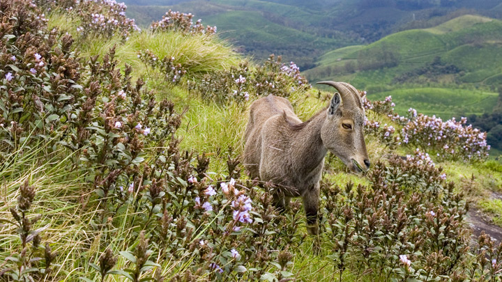 Kerala Tourism Attractions - Nilgiri Tahrs, Munnar