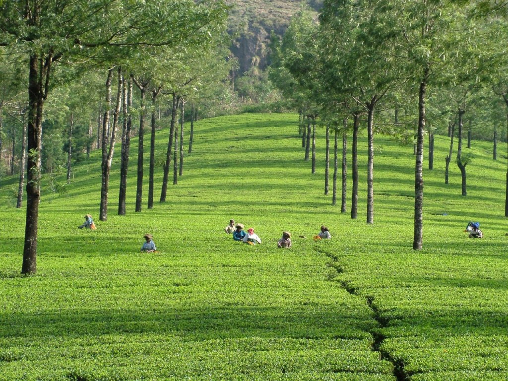 Kerala Tourism Attractions - Tea Plantation in Munnar