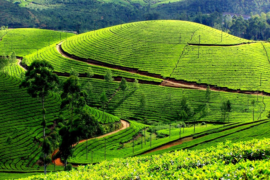  Kerala Tourism Attractions - Munnar Hills