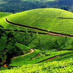 Get Tickled in the Lap of Heaven – Munnar