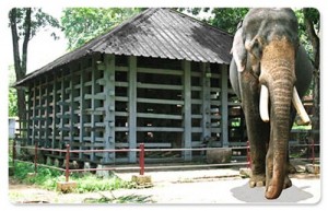 Elephant Cage - Konni, Pathanamthitta