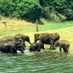 Cochin-Munnar-Thekkady-Alleppey Package 5N/6D