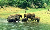 Elephants Thekkady